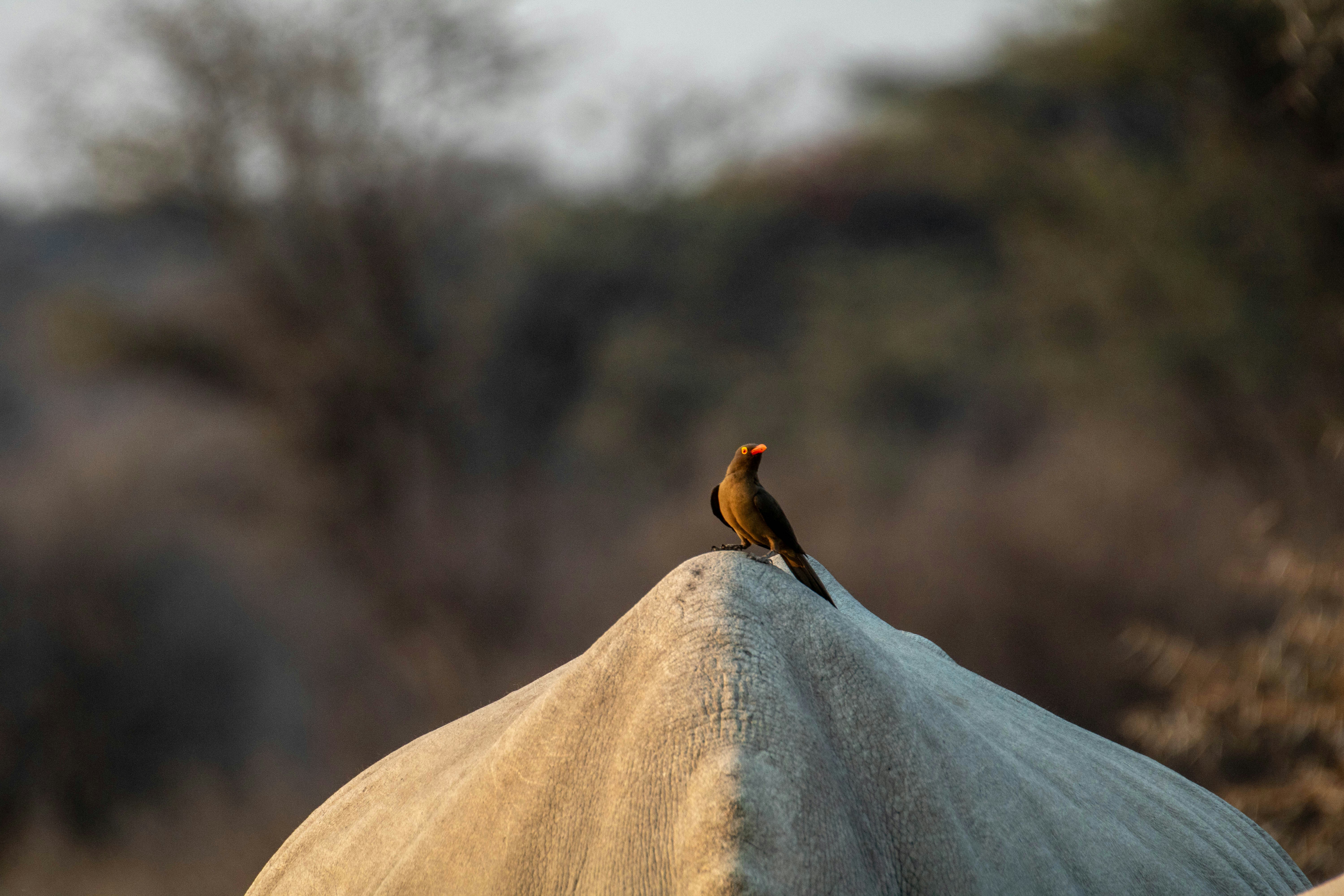 a small bird sitting on top of a large rock