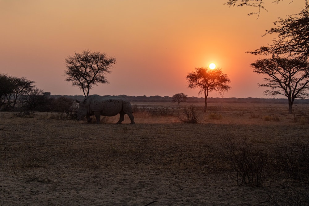 a rhino is standing in a field as the sun sets