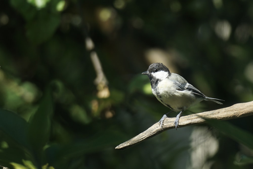 a black and white bird sitting on a branch