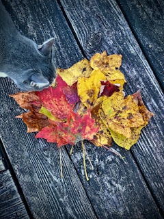 A cat curiously exploring a pile of colorful autumn leaves.