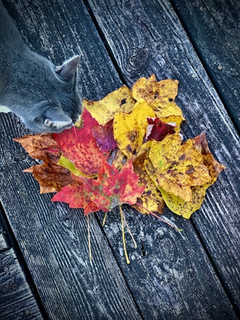 A cat curiously exploring a pile of colorful autumn leaves.