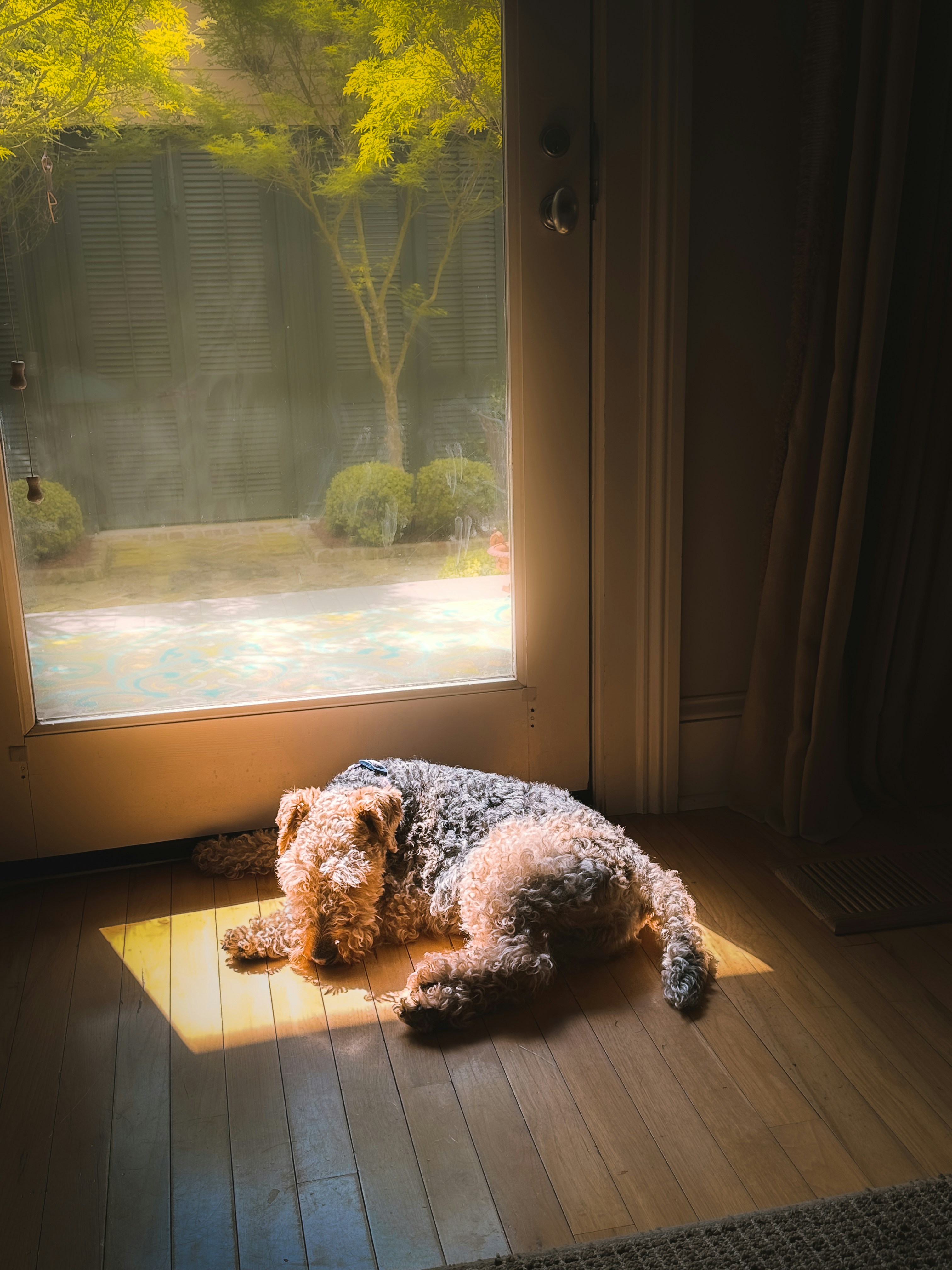 a dog laying on the floor in front of a window