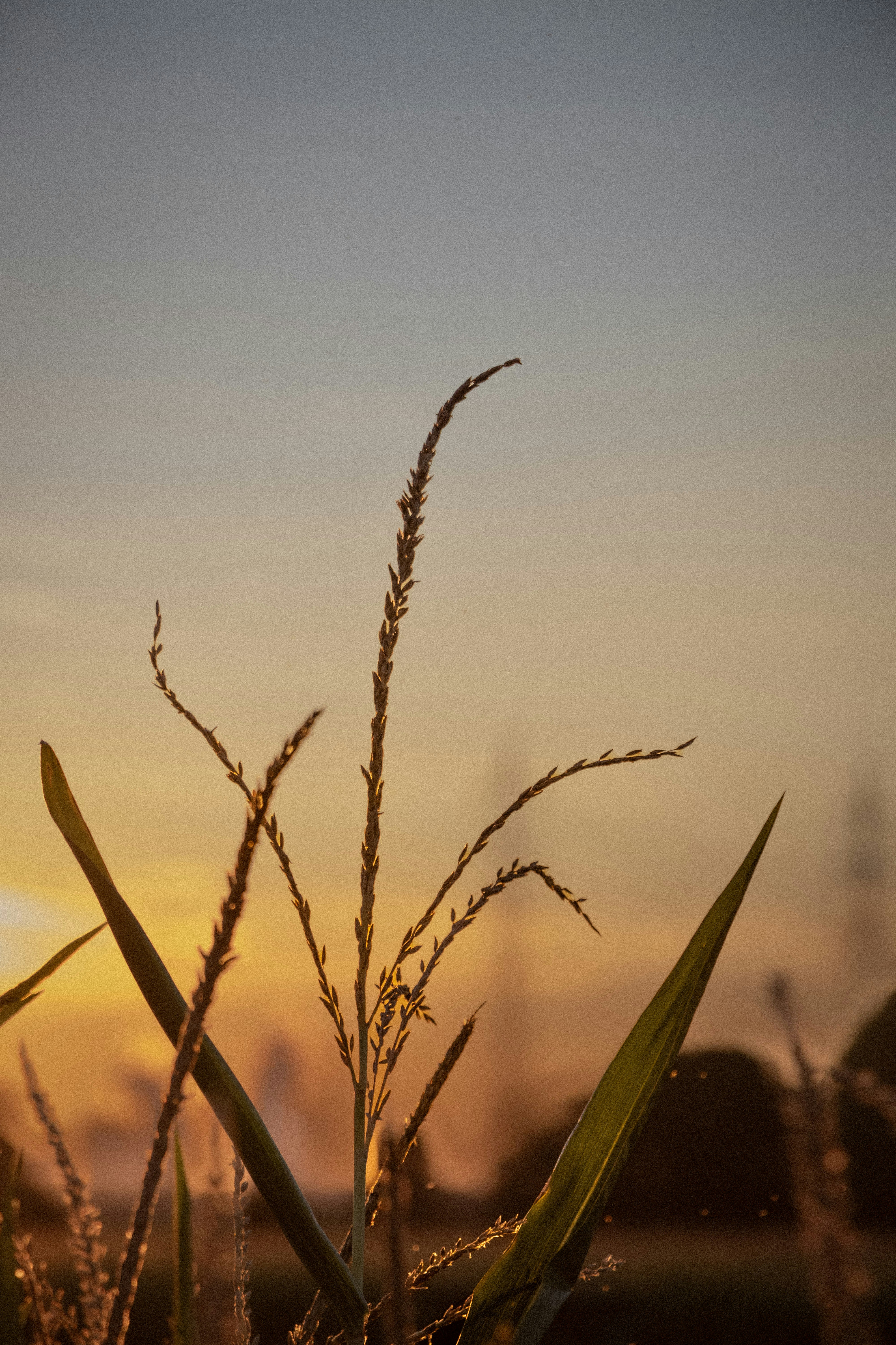 Photo by sorinbasangeac