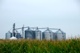 Several large grain silos are visible in the background with interconnected metal structures above them. In the foreground, there is a field of tall green corn.