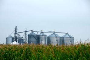 Several large grain silos are visible in the background with interconnected metal structures above them. In the foreground, there is a field of tall green corn.