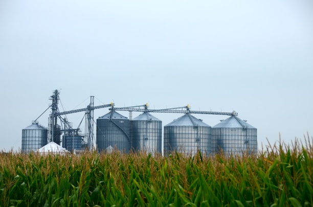Several large grain silos are visible in the background with interconnected metal structures above them. In the foreground, there is a field of tall green corn.
