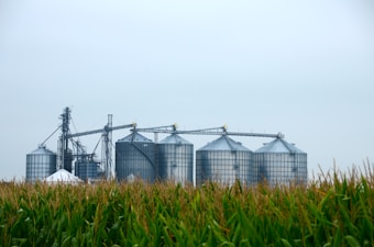 Several large grain silos are visible in the background with interconnected metal structures above them. In the foreground, there is a field of tall green corn.