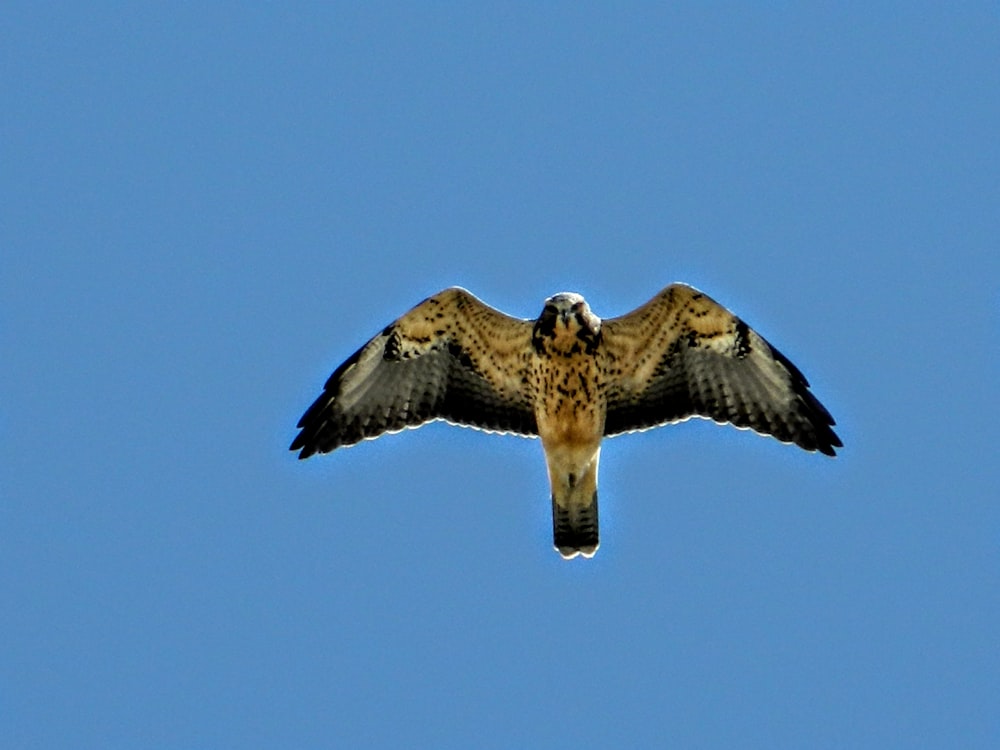 a large bird flying through a blue sky