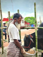 An elderly man with a gray beard wearing a white shirt and traditional checkered clothing is feeding a black cow with a bowl of straw or fodder. The man is standing beside a bamboo fence, and in the background, there are other people, temporary structures, and green trees. The atmosphere appears to be outdoors and part of an event or marketplace.