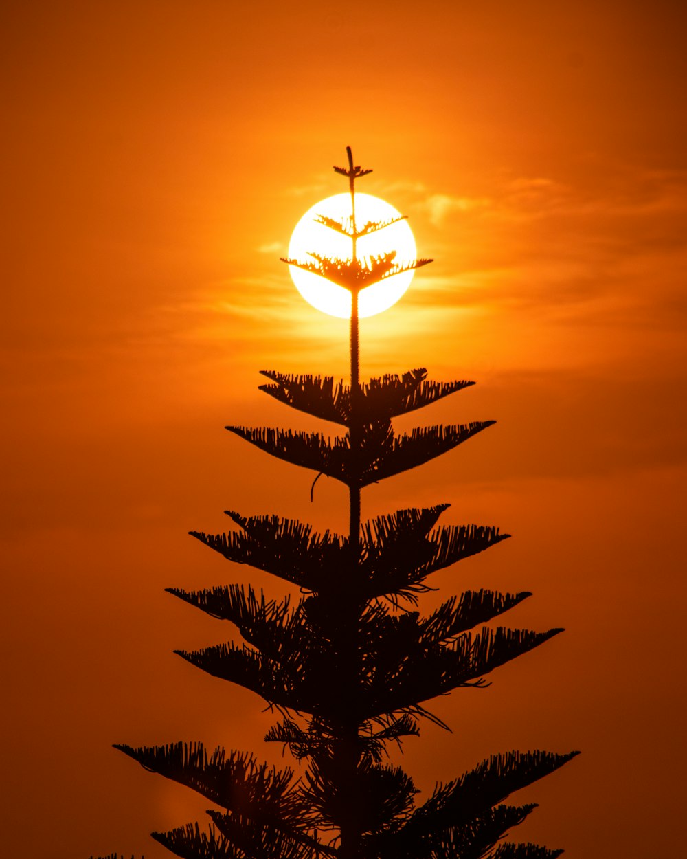 the sun is setting behind a tall tree