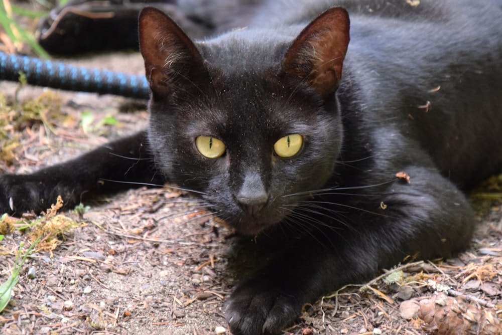 um gato preto deitado no chão ao lado de uma mangueira