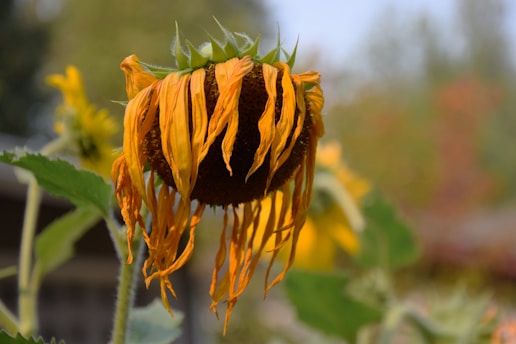 a close up of a sunflower with a blurry background