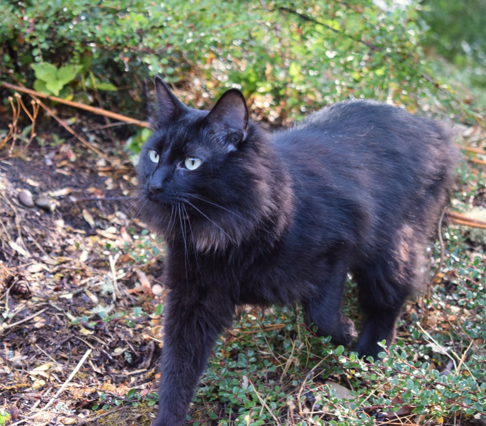 a black cat standing on top of a grass covered field