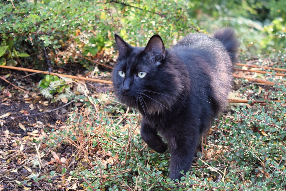 um gato preto com olhos azuis andando na grama