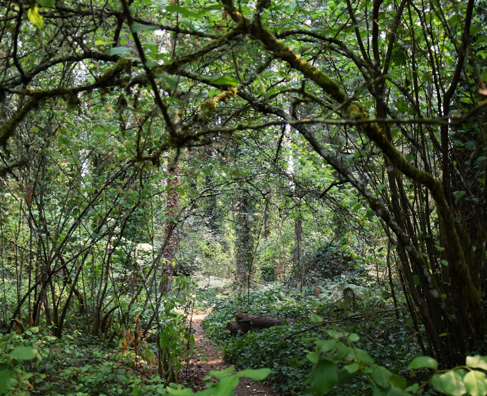 um caminho no meio de uma floresta com muitas árvores