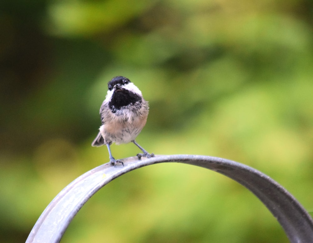 um pequeno pássaro empoleirado em cima de um poste de metal