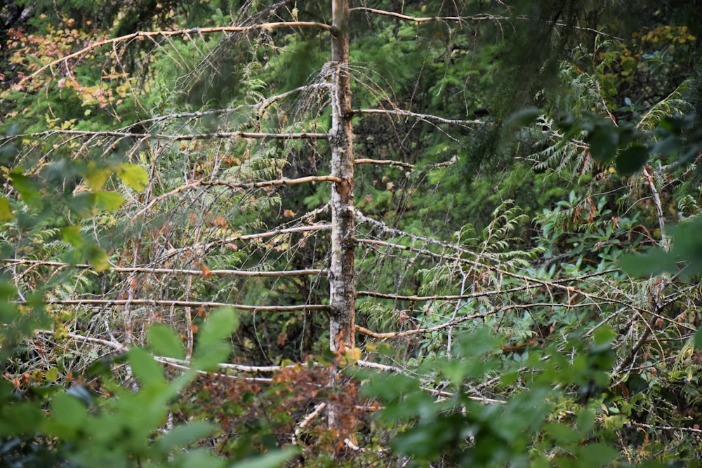 um urso que está de pé na floresta