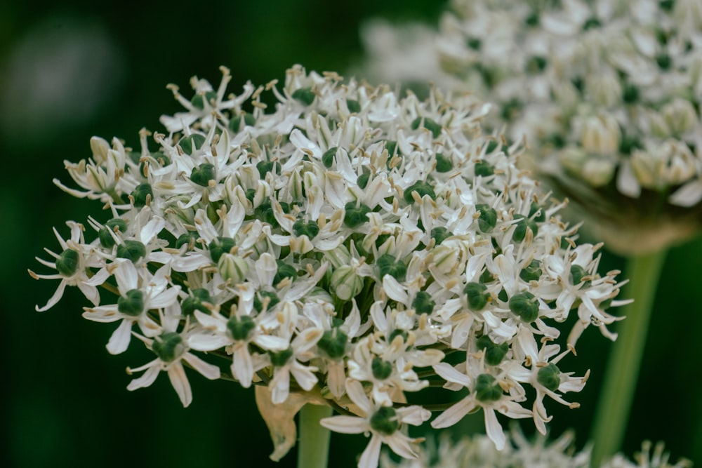 a close up of a white flower on a plant