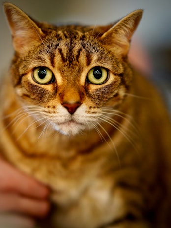 A close-up portrait of an alert cat with brown, patterned fur and large, expressive green eyes. The cat is being gently petted by a hand visible in the lower left corner.