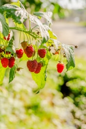 Clusters of ripe, red raspberries hang from leafy branches, bathed in warm sunlight. The background is softly blurred, highlighting the vibrant colors of the fruits and green leaves.