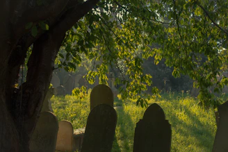 A serene woodland scene at Avonview Cemetery with sunlight filtering through tall trees.