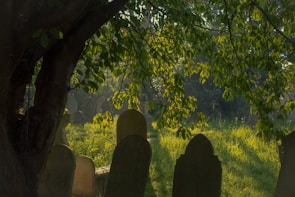 Sunlight filtering through ancient oak trees over a peaceful cemetery pathway.