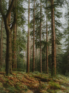 A peaceful East Texas forest with tall pine trees and soft sunlight filtering through the leaves.