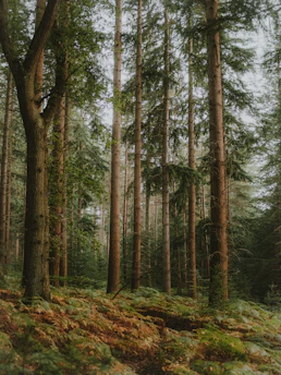 A peaceful East Texas forest with tall pine trees and soft sunlight filtering through the leaves.