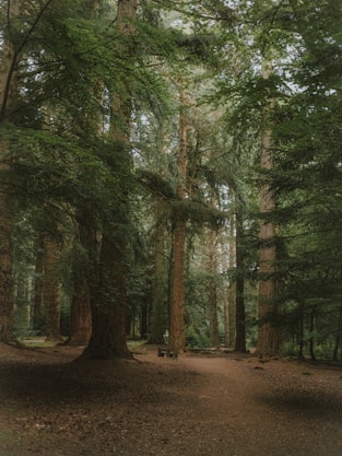 a dirt path in the middle of a forest