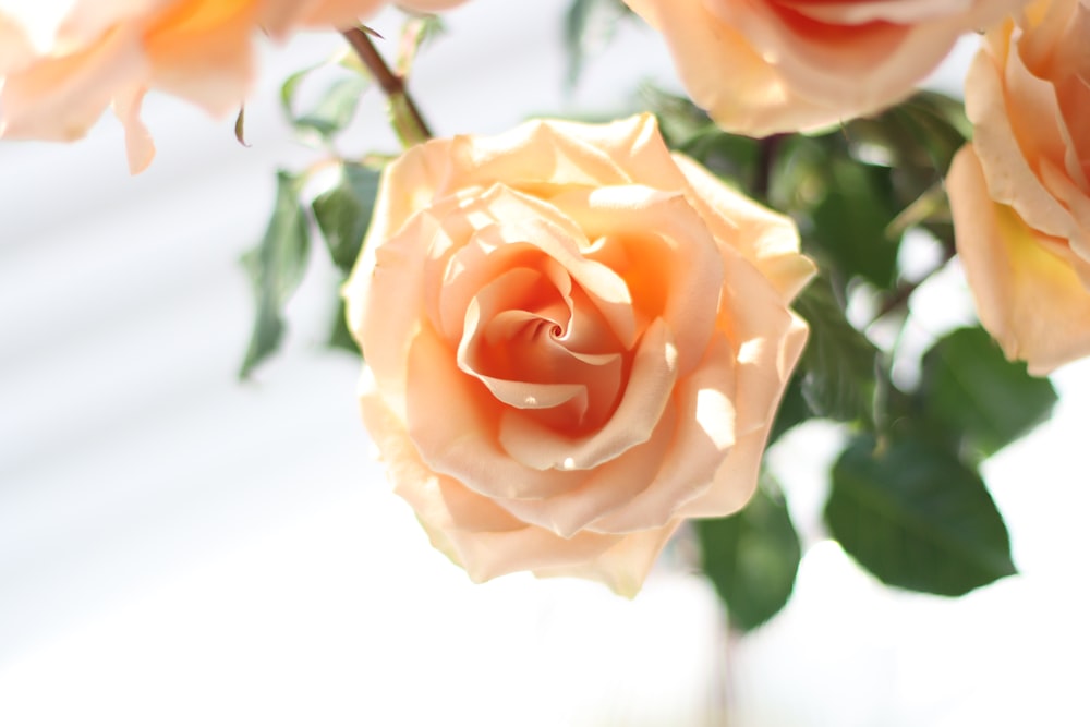 a vase filled with pink roses on top of a table