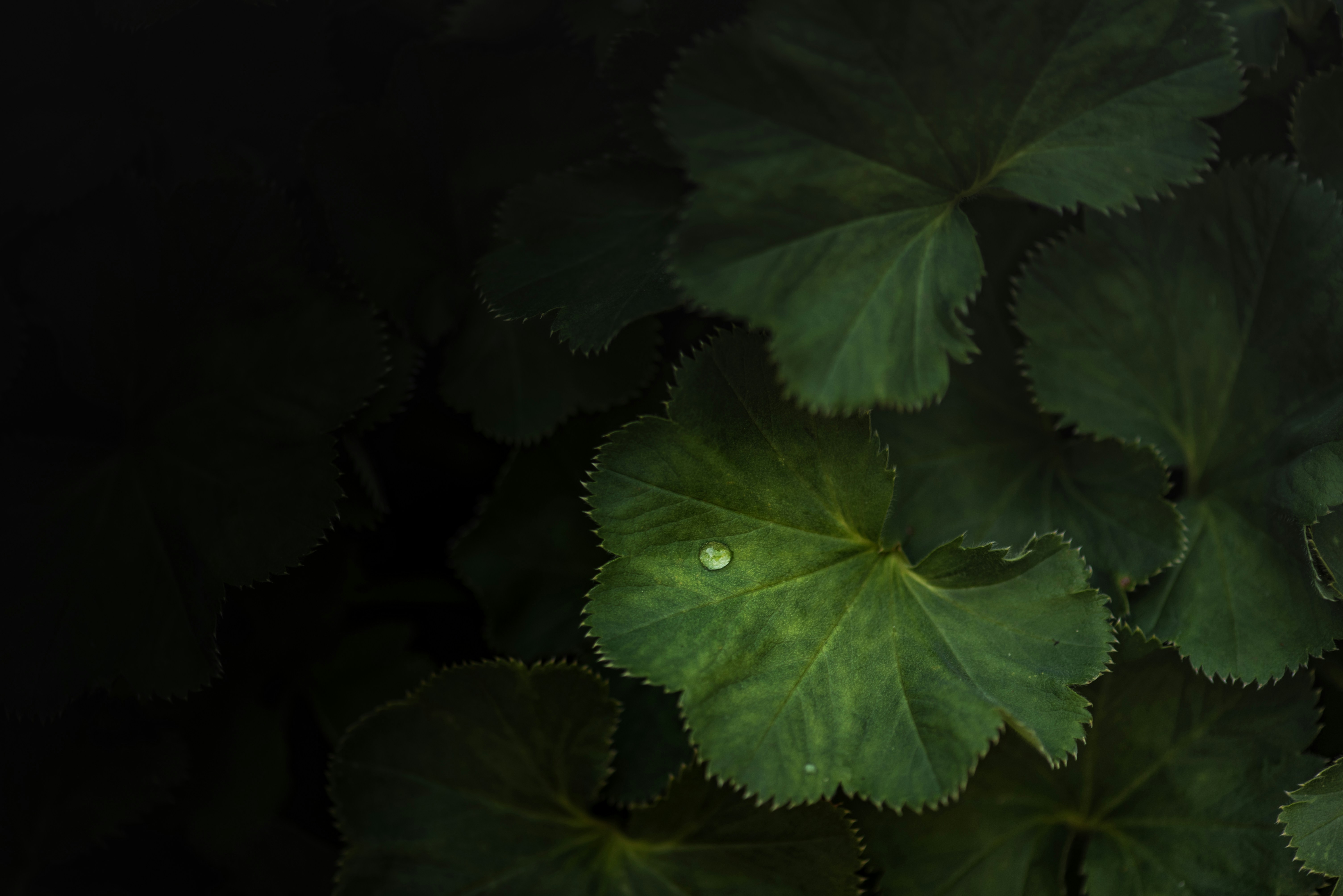 Photo by albulenapanduri