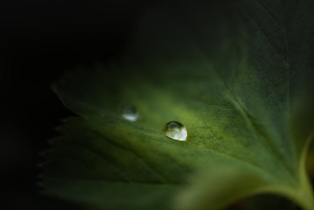 a green leaf with drops of water on it