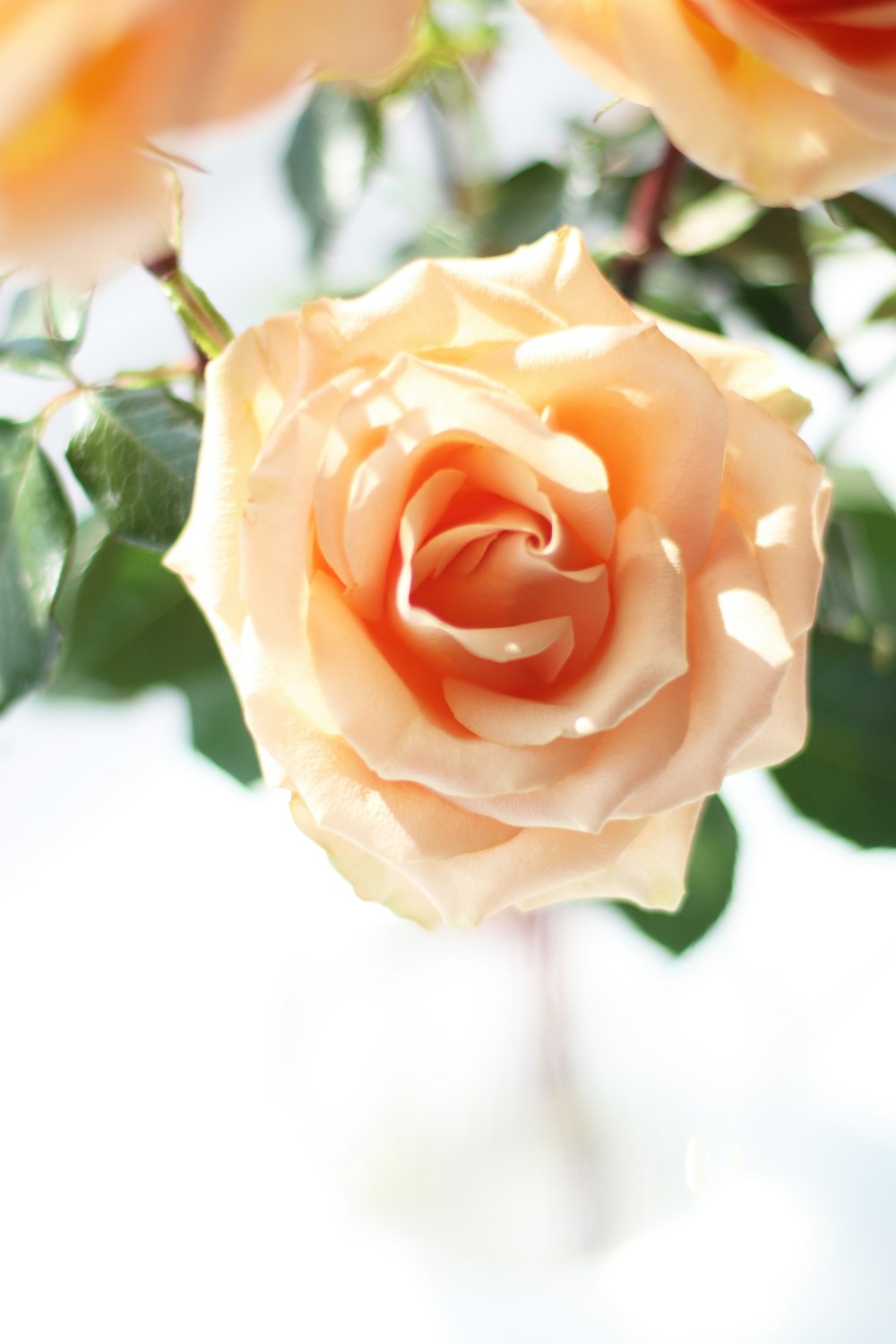 a close up of a pink rose with green leaves