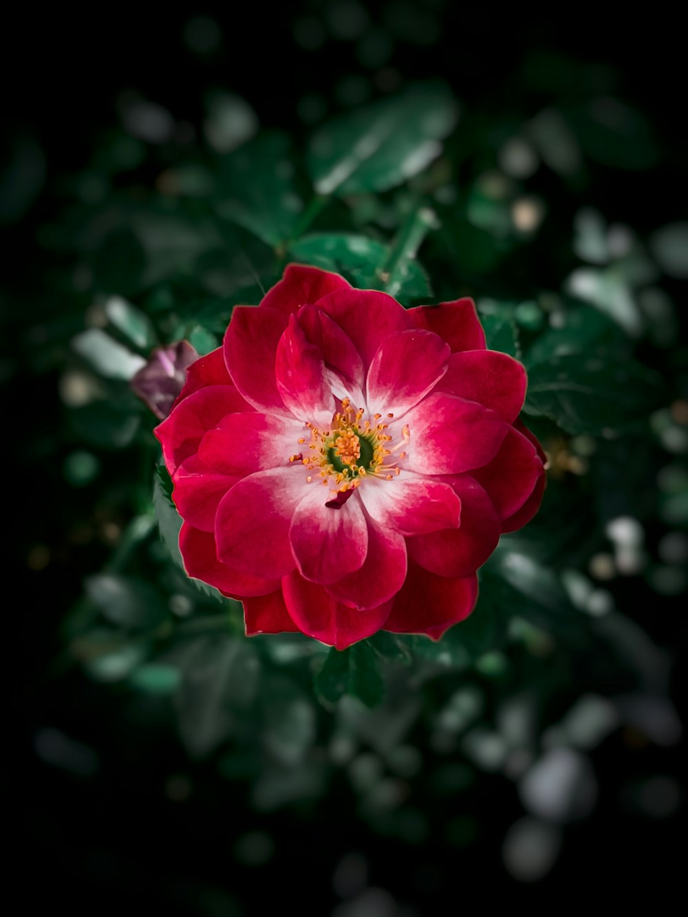 a red flower with green leaves in the background