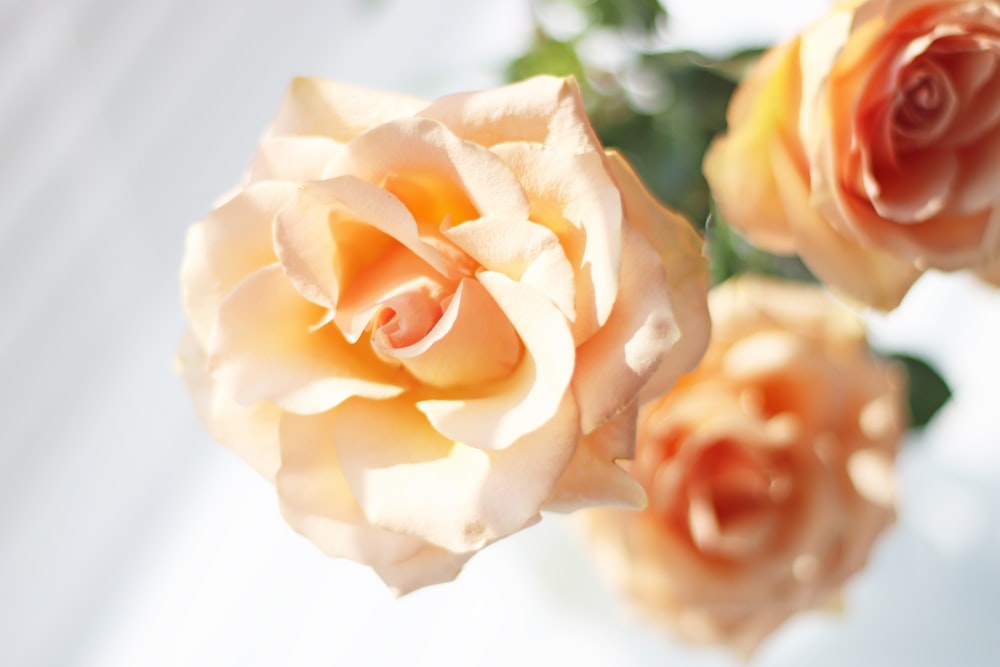 a close up of three roses in a vase