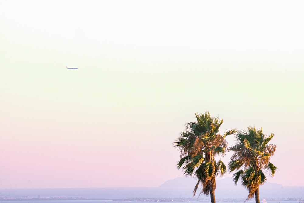 a plane flying over the ocean with two palm trees