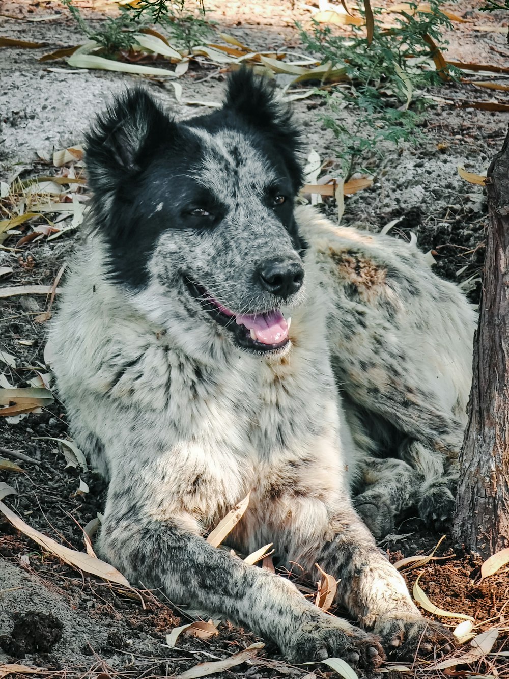 a dog laying on the ground next to a tree