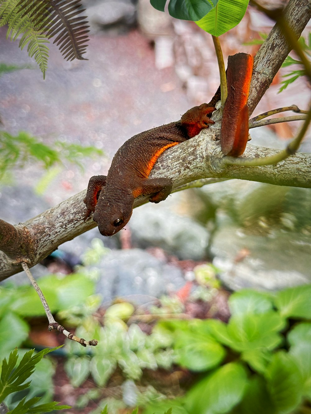 a red and orange animal sitting on a tree branch