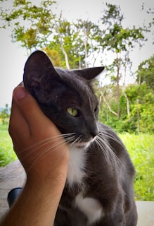 A gentle gray cat being lovingly held by a volunteer wearing a kentuckiana cat rescue shirt