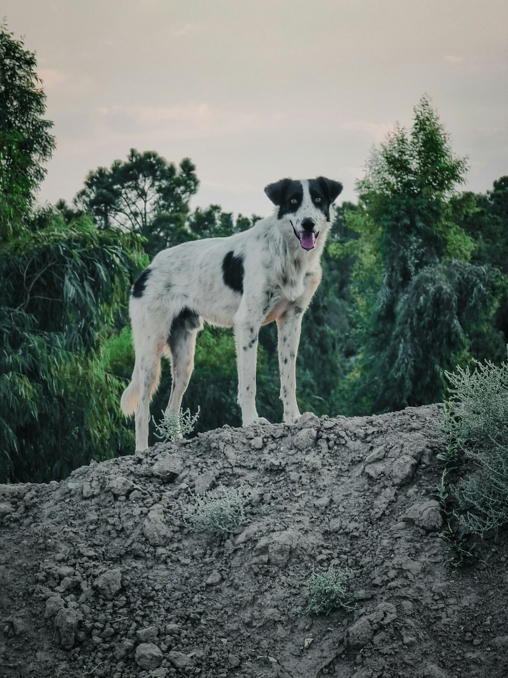 a black and white dog standing on top of a hill