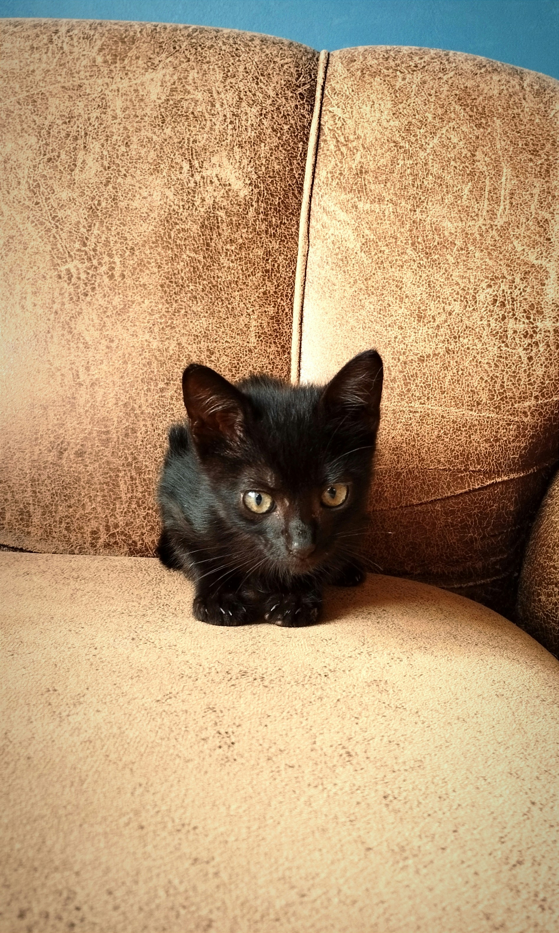 Un pequeño gatito que se quedó en mi casa unos días antes de poder encontrarle un hogar