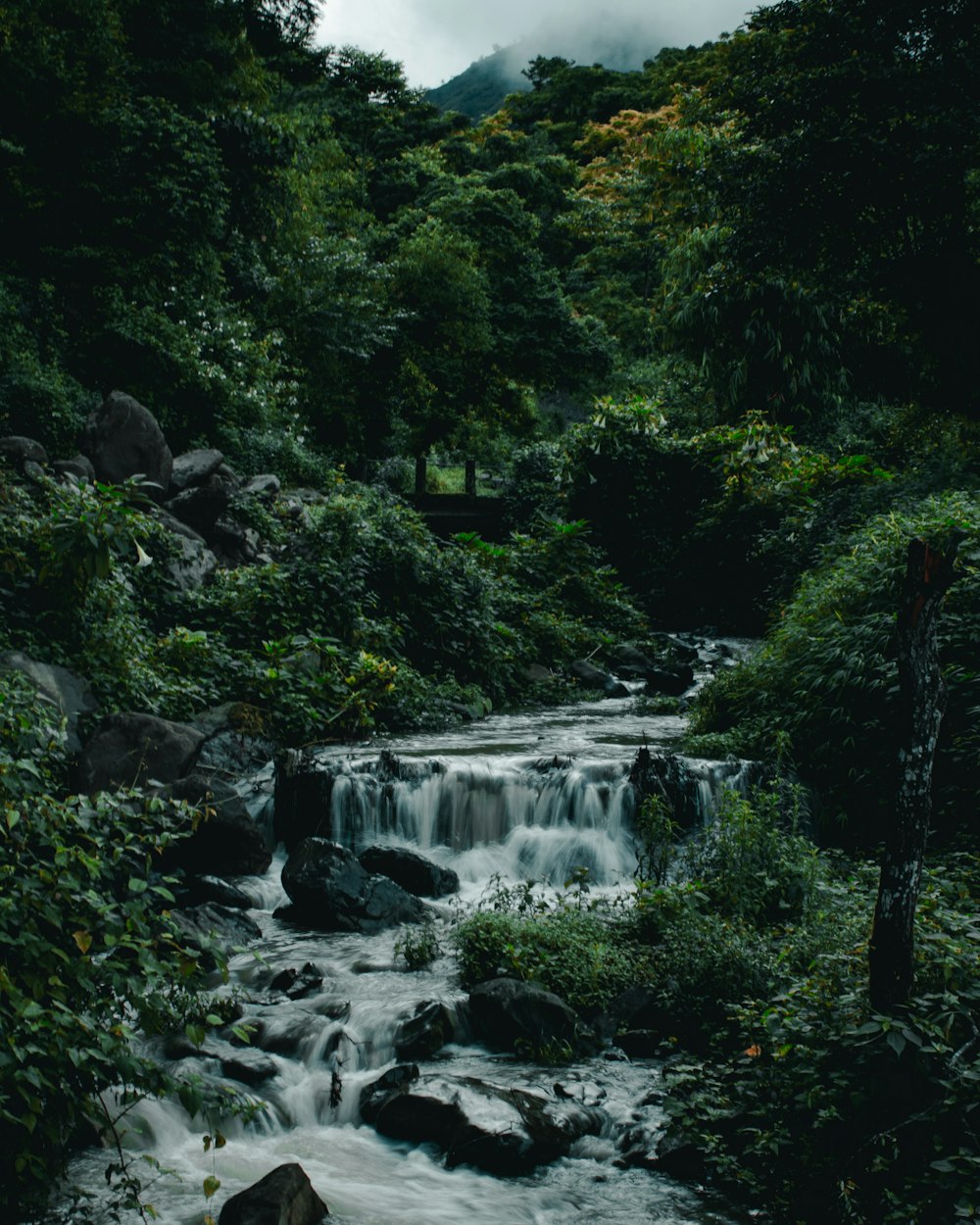 a stream running through a lush green forest