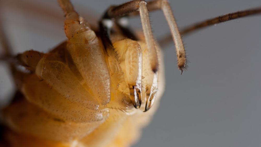 a close up of a bug on a person's arm