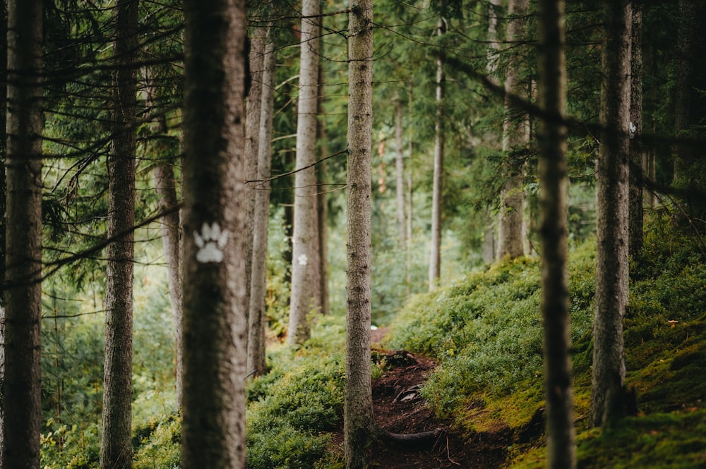 a person riding a bike on a trail in the woods