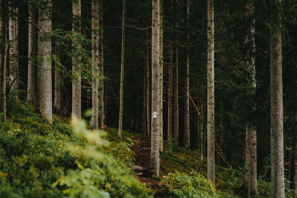 a person riding a bike down a trail in the woods