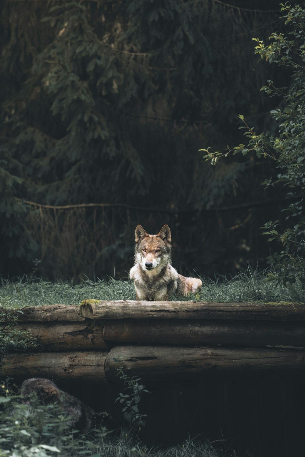 a wolf sitting on a log in a forest