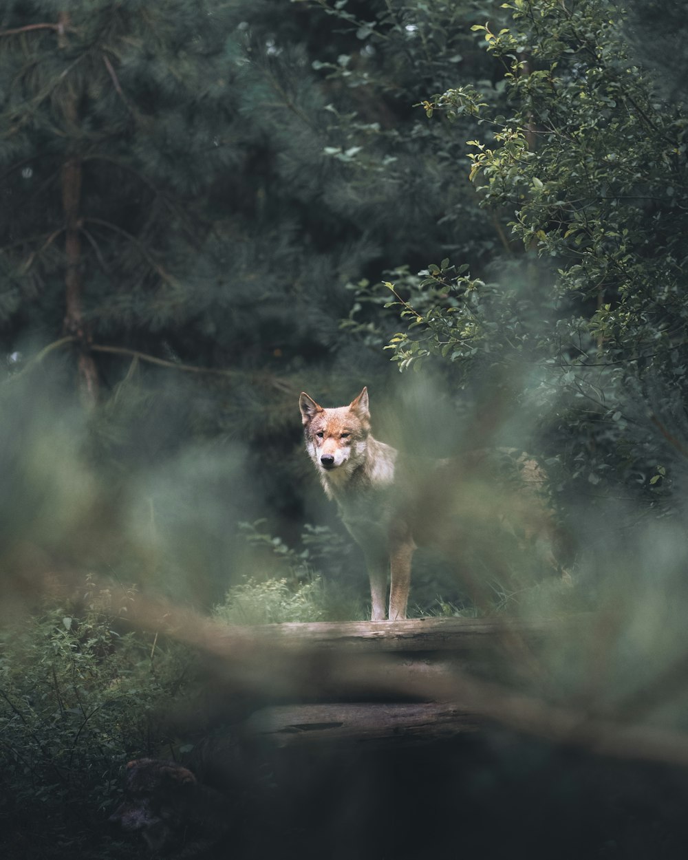 a lone wolf standing in the middle of a forest