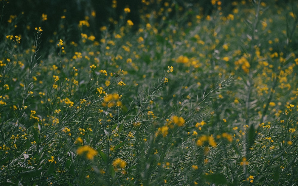 a bunch of yellow flowers in a field