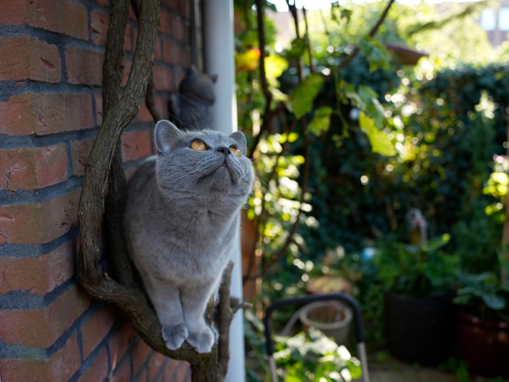 a grey cat sitting on top of a tree branch
