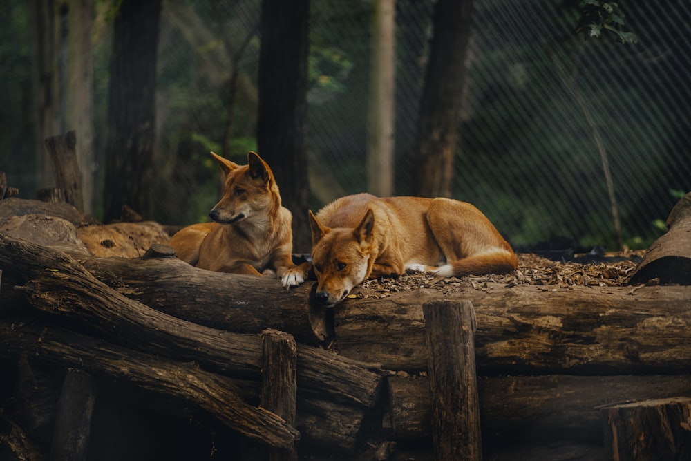 a couple of dogs laying on top of a pile of wood